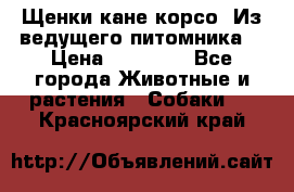 Щенки кане корсо! Из ведущего питомника! › Цена ­ 60 000 - Все города Животные и растения » Собаки   . Красноярский край